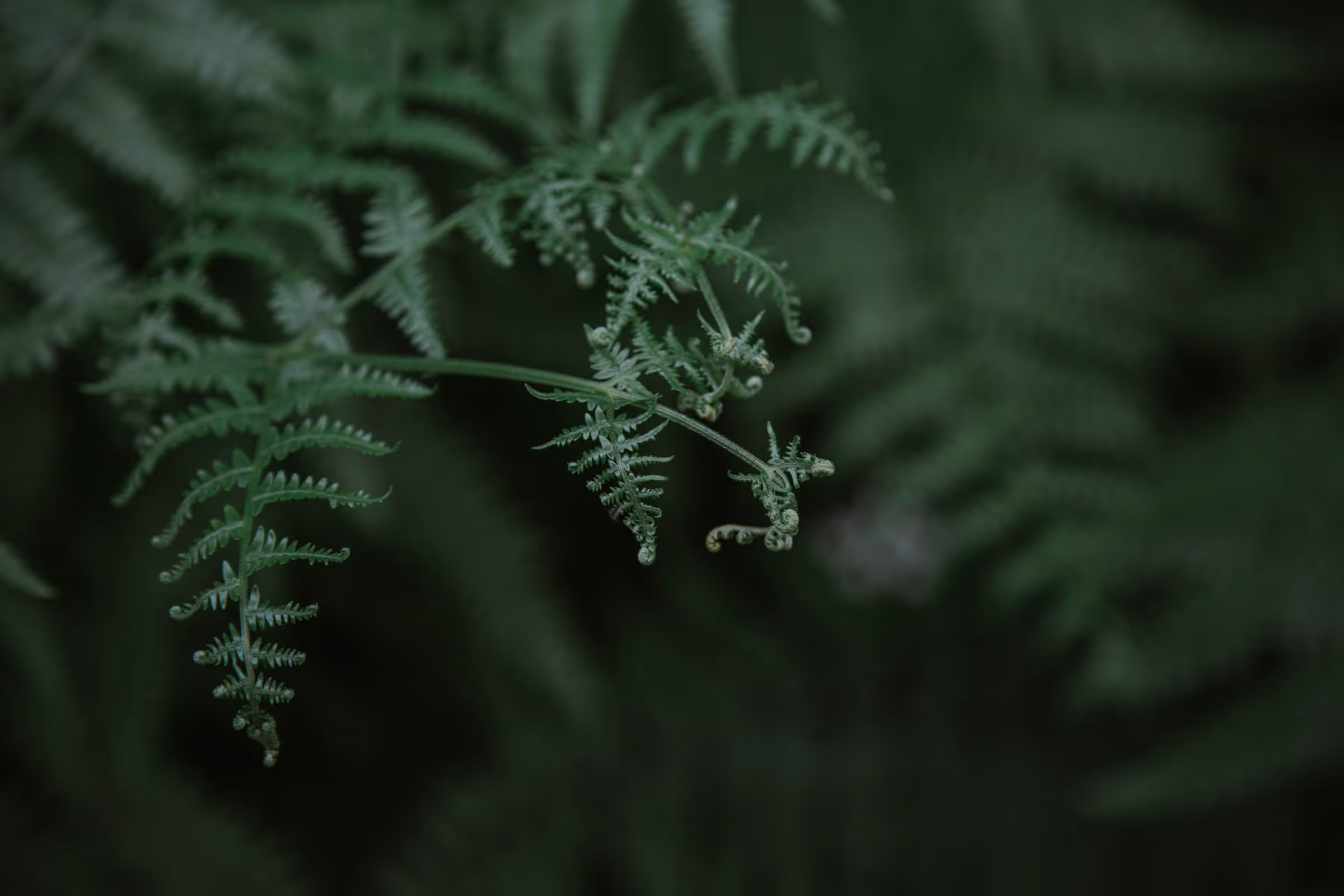 Unfurling fern fronds with soft-focus foliage in the background