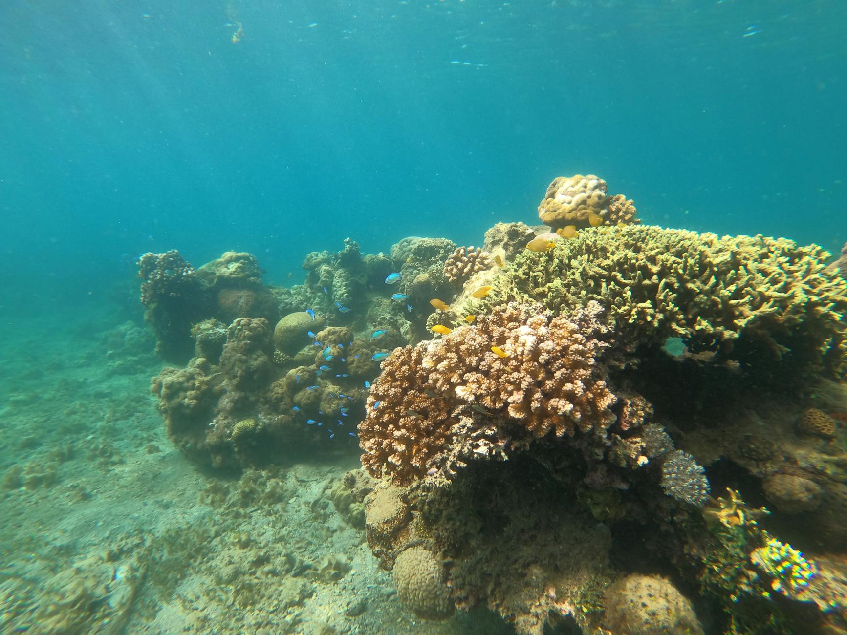 Colorful coral reef teeming with marine life in San Jose, Philippines.