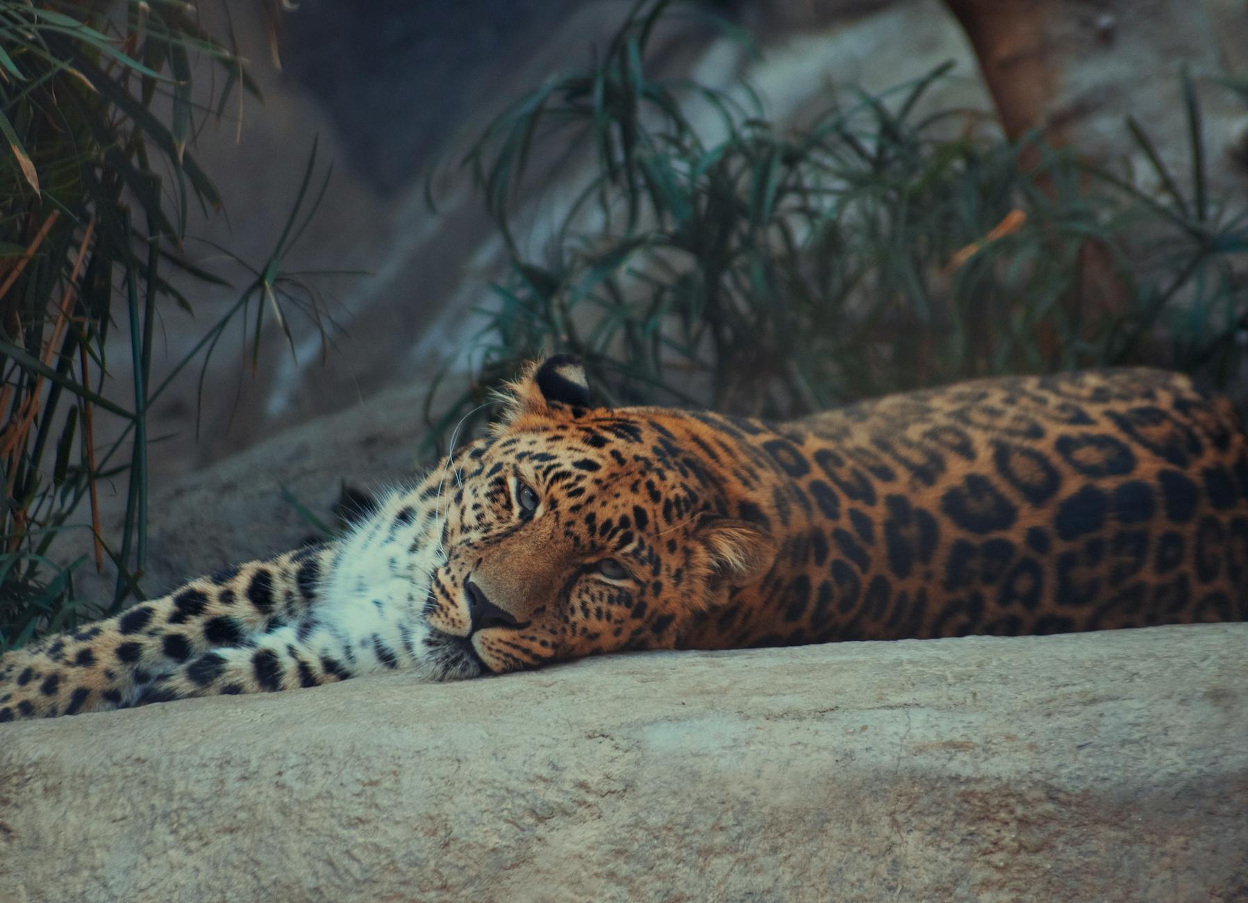 A leopard resting peacefully on a rock in a natural habitat setting, showcasing its majestic spotted coat.