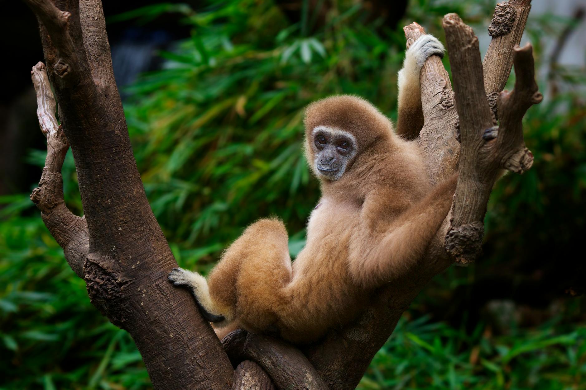 A cute primate lounging on a branch in a lush outdoor setting.
