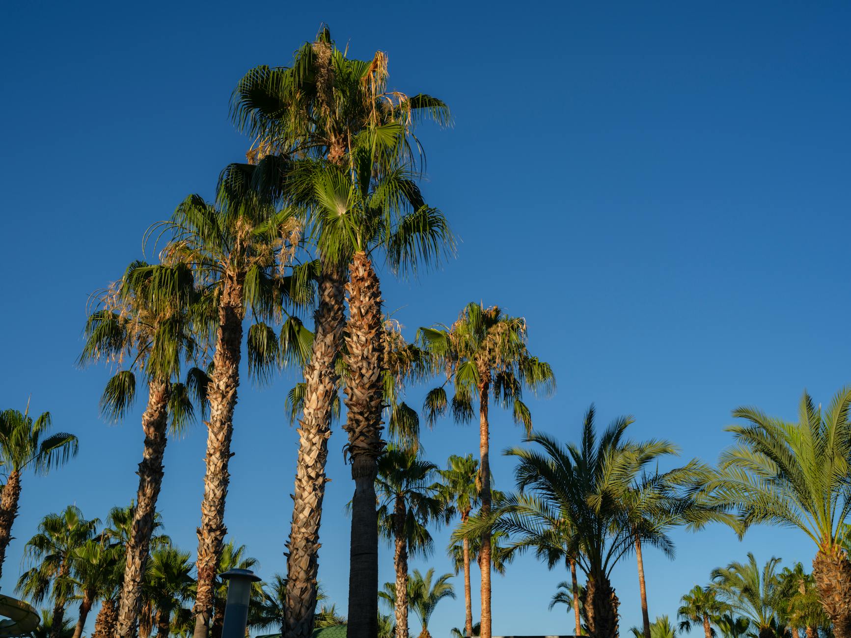 Palm trees reaching towards a vibrant blue sky, capturing the essence of a sunny day.