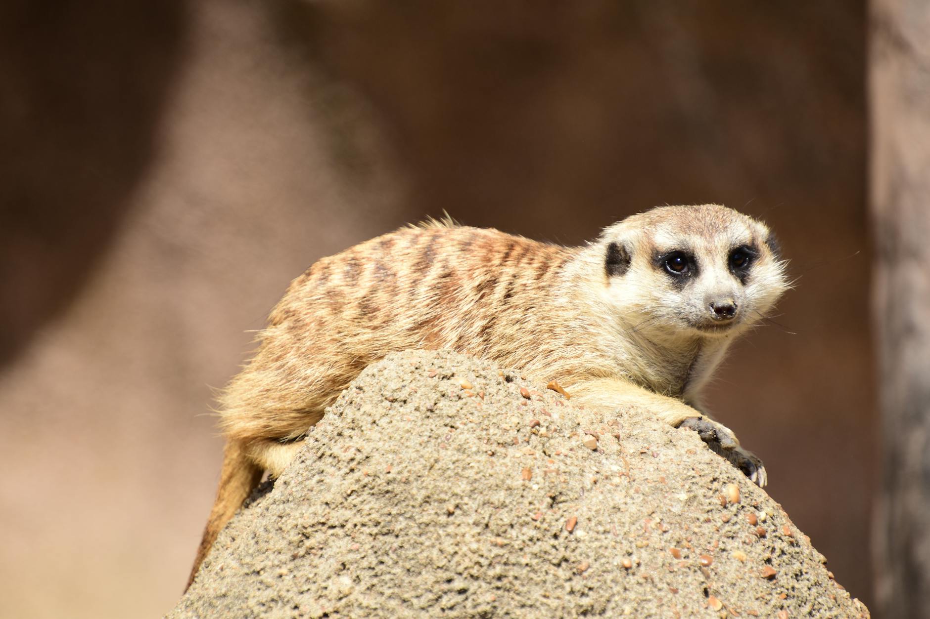 Close-up of a meerkat resting on a rock under the sun, showcasing its natural habitat.