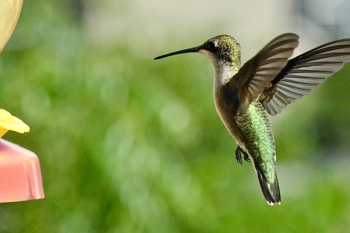A vibrant hummingbird hovers near a feeder in daylight, showcasing its iridescent feathers.