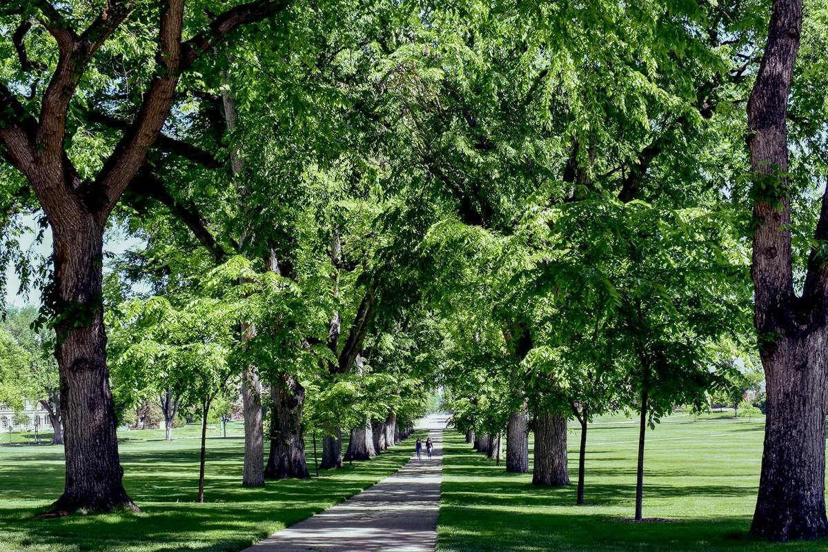 A serene summer walkway lined with oak trees at Colorado State University's Oval in Fort Collins.