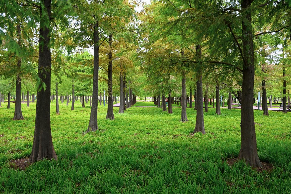 A tranquil path through a park lined with lush green trees provides a calming natural escape.