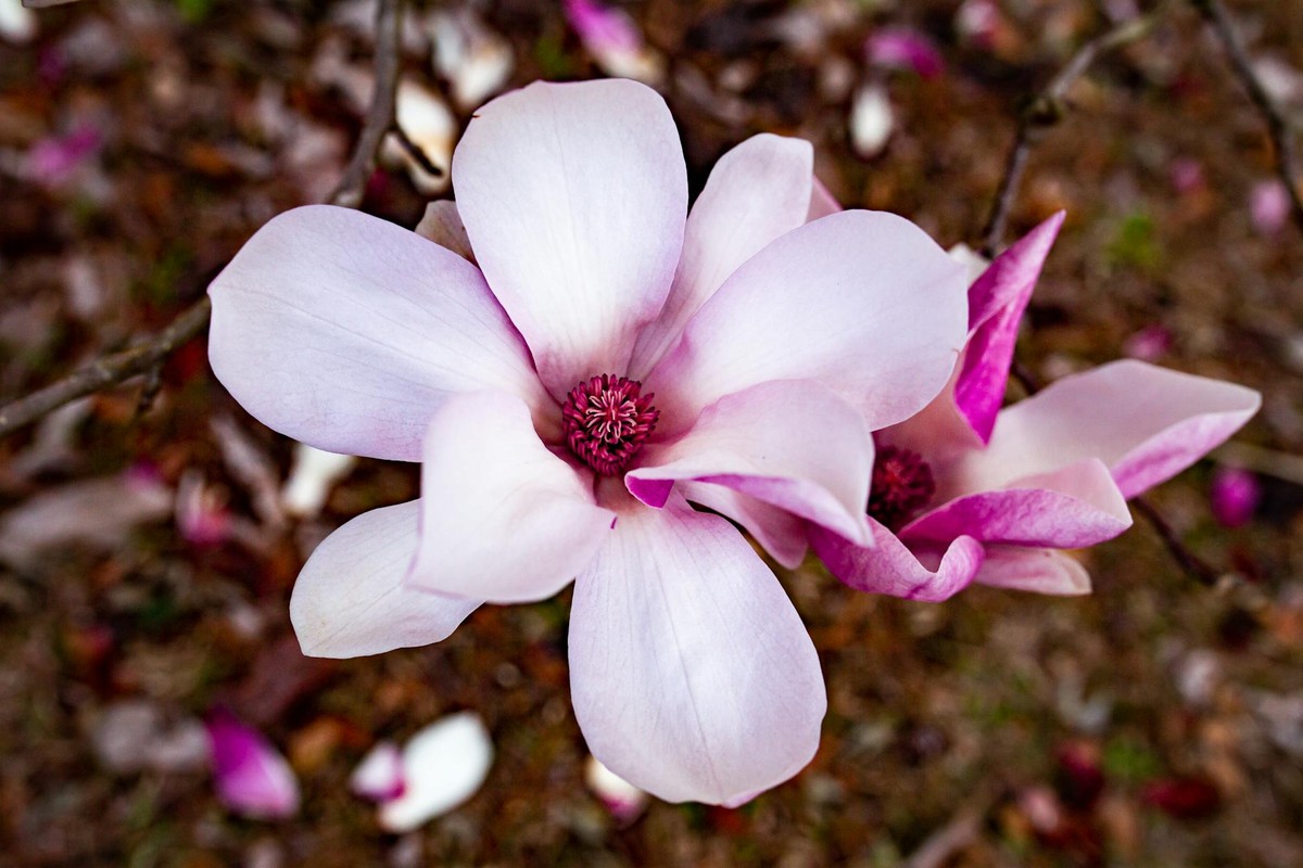 Close-up of beautiful magnolia blossoms in spring, showcasing vibrant pink petals.