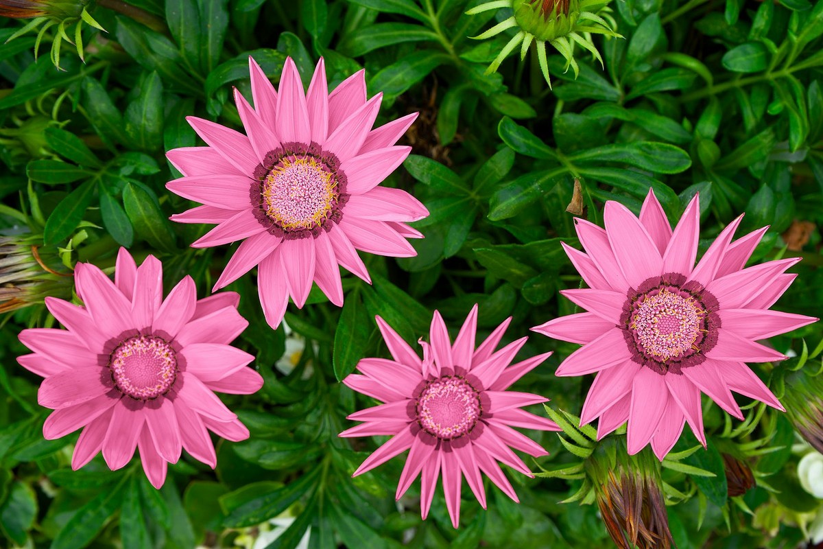 Close-up of vibrant pink African daisies among lush green leaves, showcasing nature's beauty.