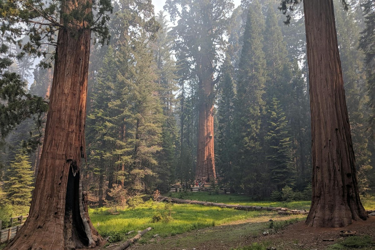 Tall sequoia trees in lush greenery at Sequoia National Park, California, USA.