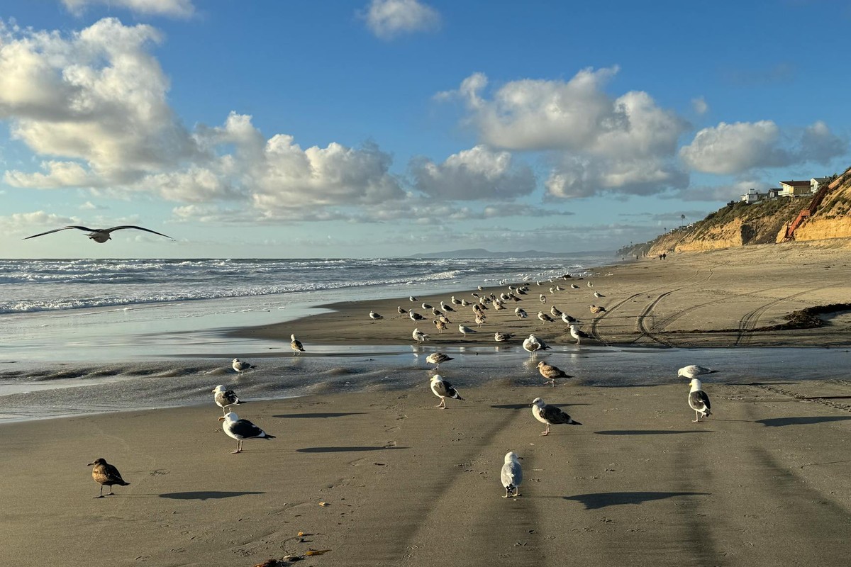 A flock of seagulls enjoying a sunny day on Encinitas Beach, California.