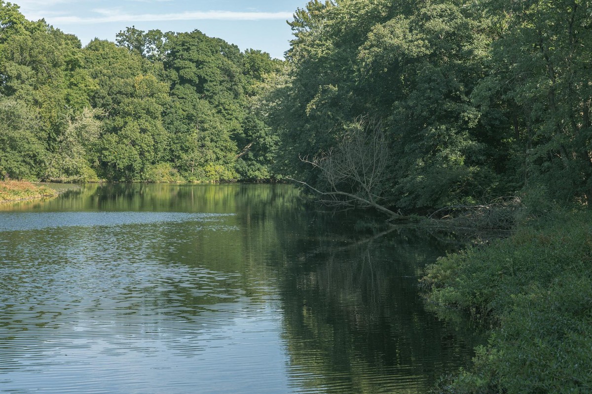 Tranquil lake surrounded by lush greenery in Waltham, Massachusetts, capturing serene summer scenery.
