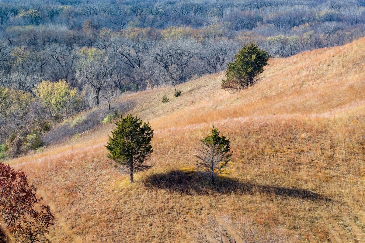 Captivating autumn hillside with trees in Eden Prairie, MN landscape.