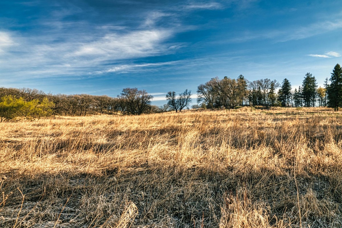 Serene prairie landscape with dry grass and trees under a vibrant blue sky in Minnesota.