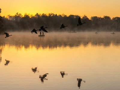 Tranquil sunrise scene with geese and mist over a lake in Shawnee, KS.