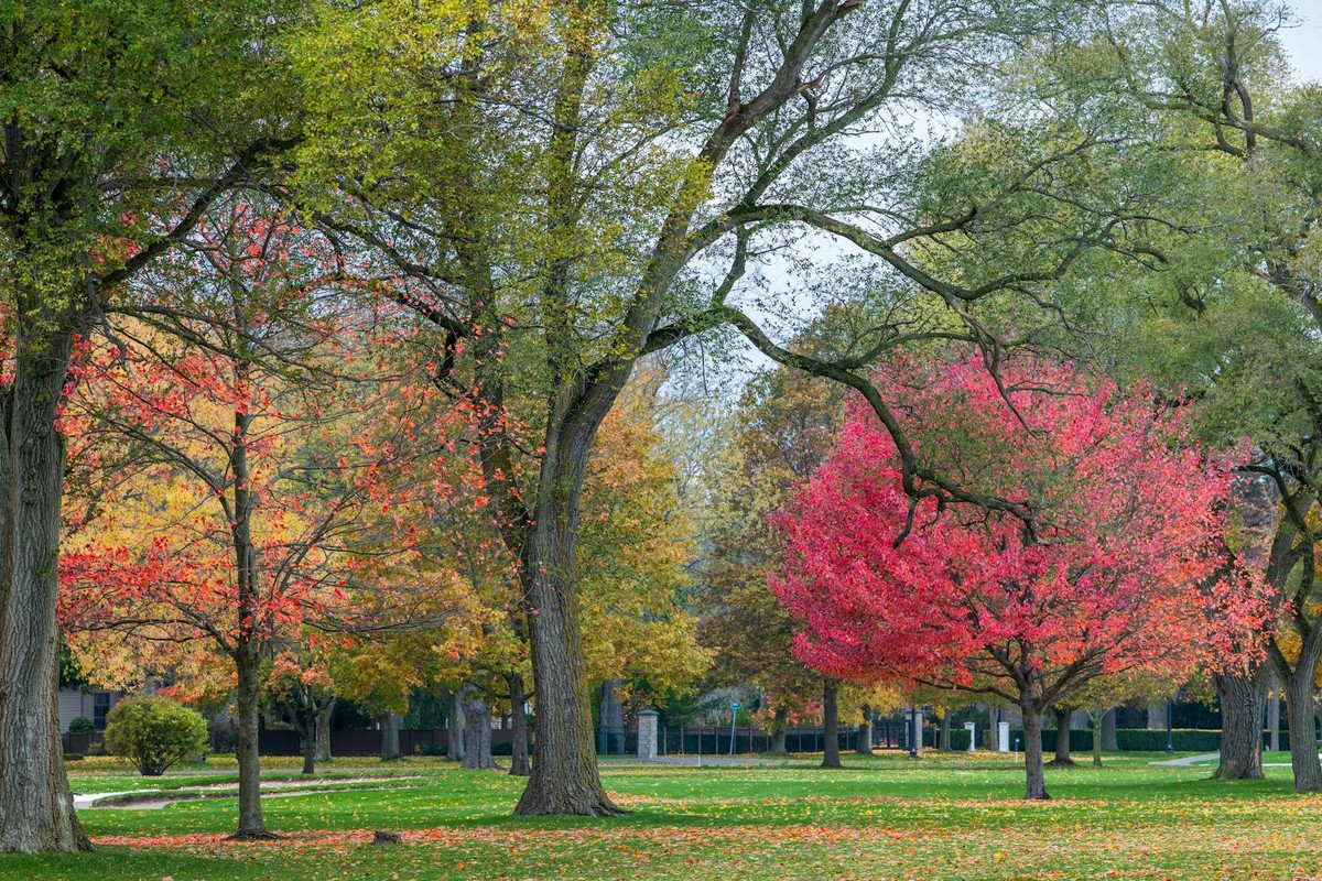 Vibrant fall foliage in a tranquil park with colorful autumn trees.