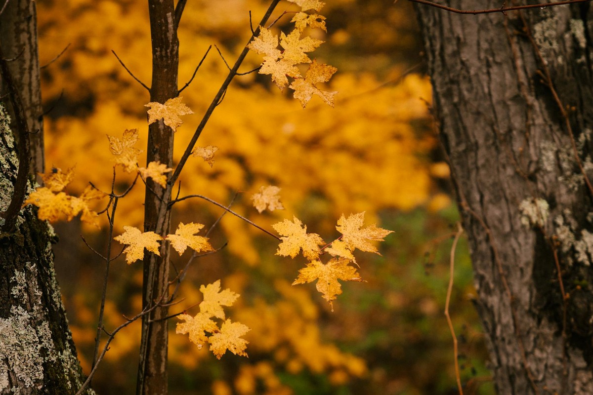 Scenery of tranquil autumn maple trees with bright yellow leaves in forest on cold day