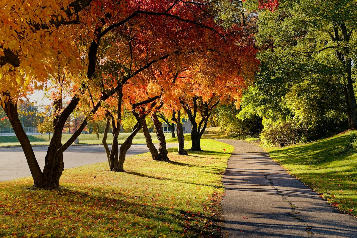 Colorful fall trees lining a serene sidewalk in Woodbury, Minnesota.