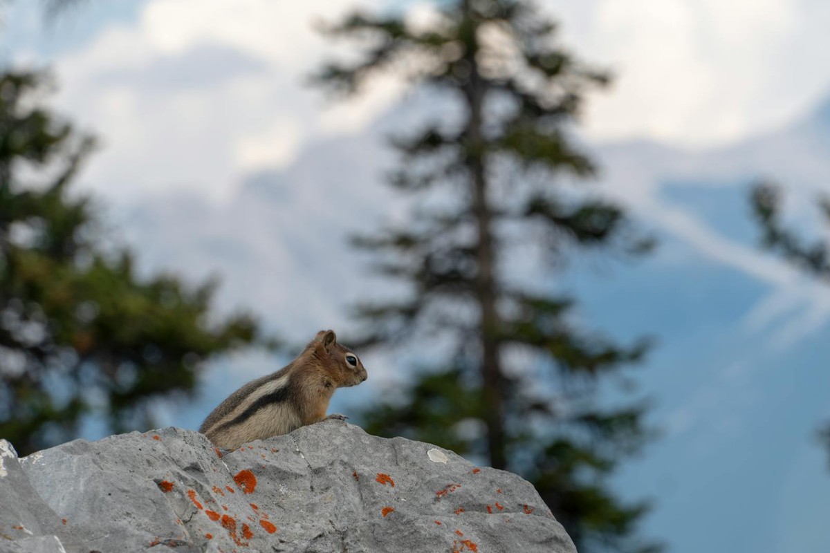 A cute chipmunk on a rock in scenic Banff National Park, Alberta, Canada.