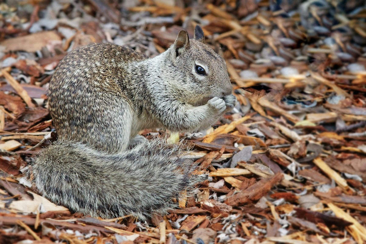 Adorable ground squirrel eating on a bed of fallen leaves in Camarillo, California.