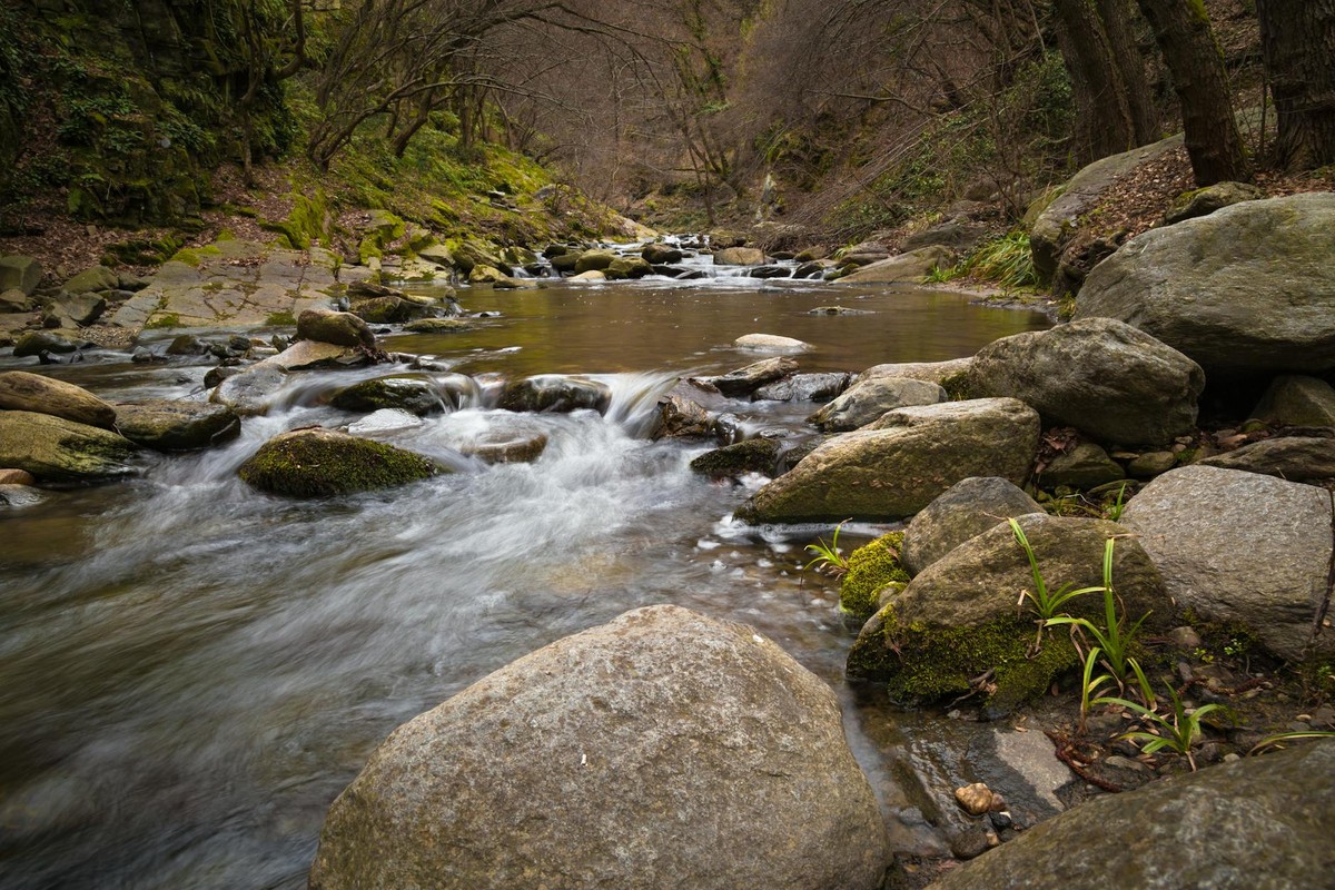 A tranquil stream flows over moss-covered rocks in a lush forest setting, showcasing nature's beauty.