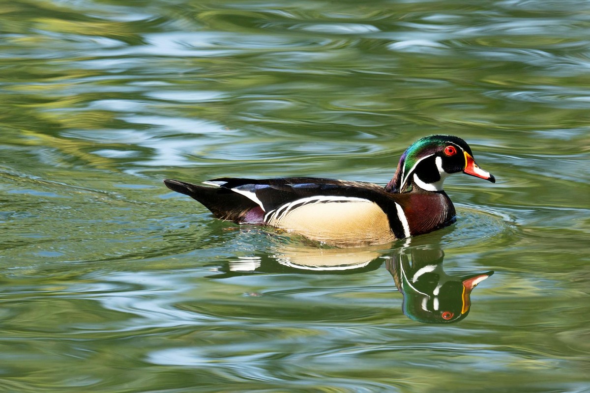 Vibrant wood duck swimming in serene lake, displaying colorful feathers and reflection.