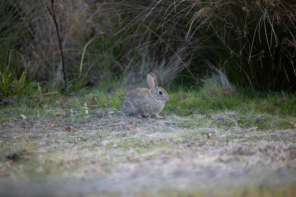 Close-up of a wild rabbit in the grasslands of Rancho Cordova, California.