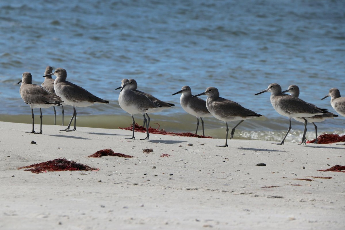 Close-up of willet shorebirds on Fort Myers beach, Florida, showcasing wildlife and ocean scenery.