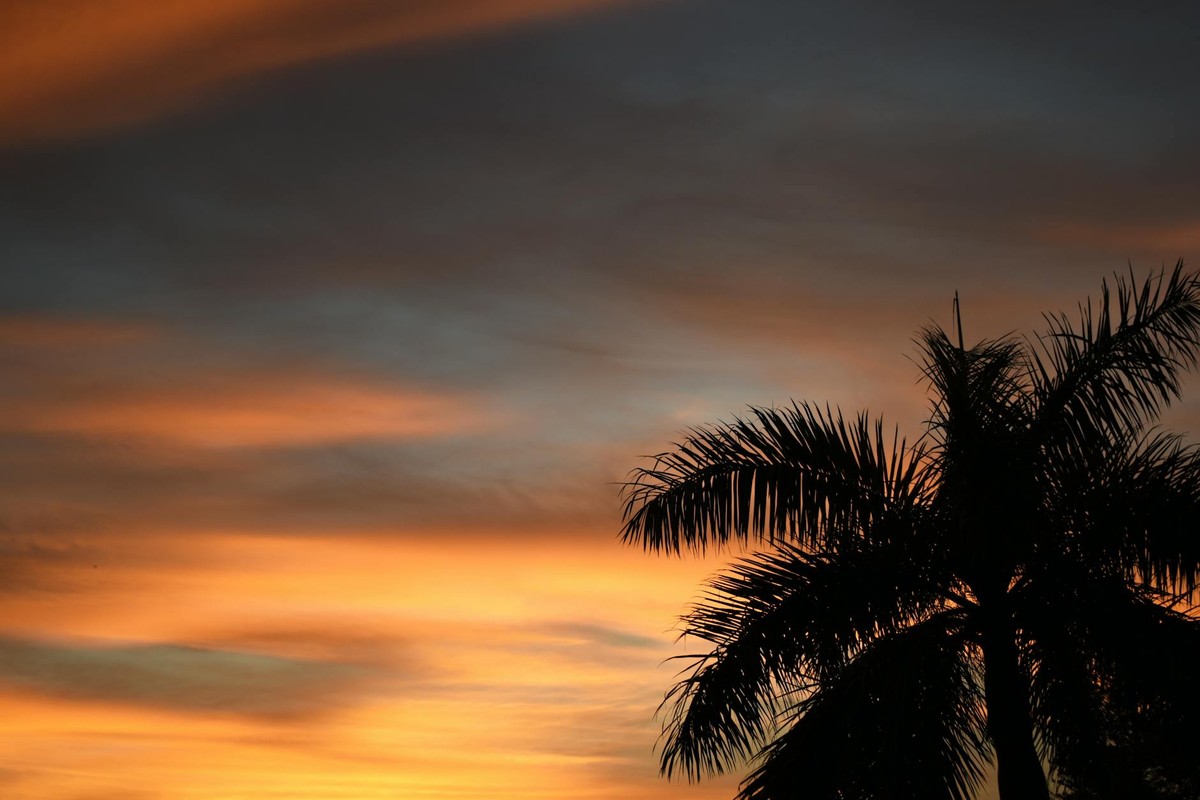 Silhouette of a palm tree against a vibrant sunset sky in Gulfport, Florida.