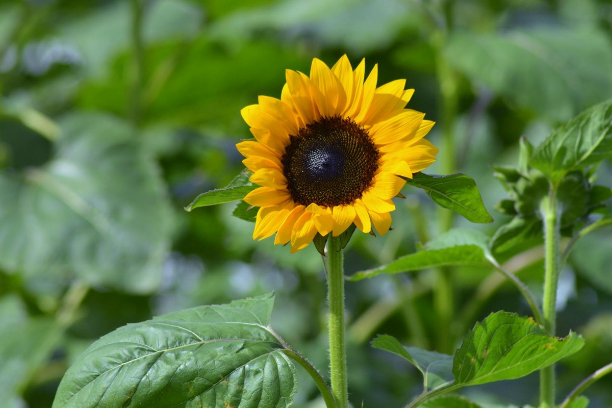A stunning sunflower blooms vividly in a lush green garden, capturing summer's essence.