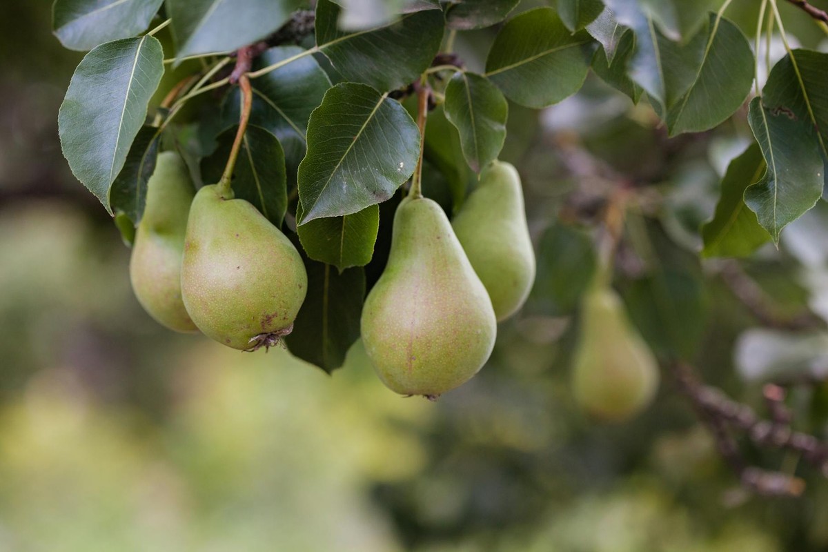 Ripe pears hanging on a tree branch with lush green leaves in a garden setting.