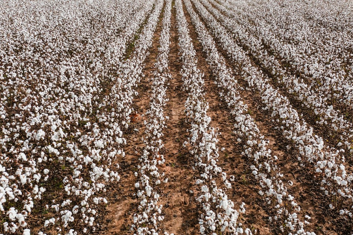 A vast field of cotton plants in full bloom, showcasing neat rows under a clear sky.