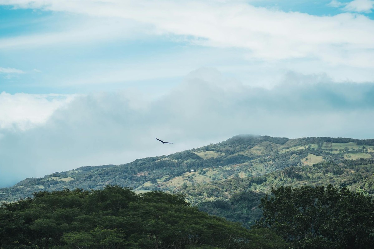 A bird soars over lush hills and forests in San Ramón, Costa Rica.