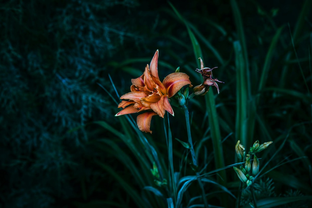 Stunning close-up of orange lilies in a lush Kennewick garden, capturing nature's beauty.