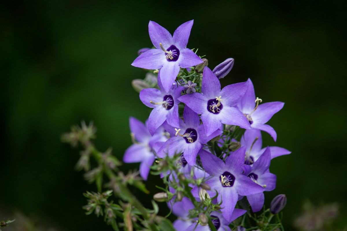 Close-up of vivid purple bellflowers blooming against a blurred dark green background.