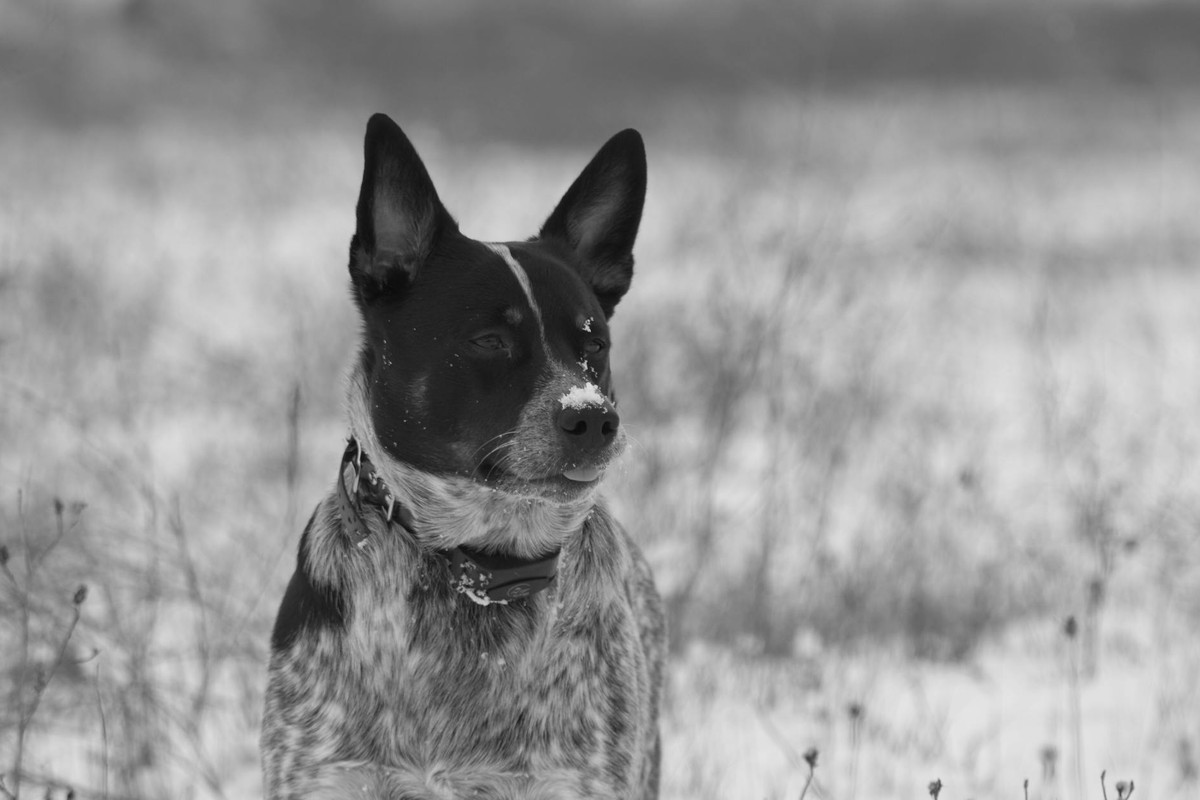 Black and white photo of Australian Cattle Dog in a snowy meadow.