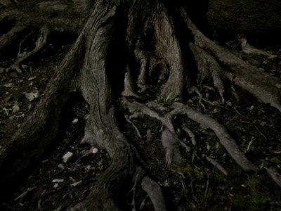 Detailed close-up of tree roots emerging from dark soil at night, showcasing nature's organic structure.