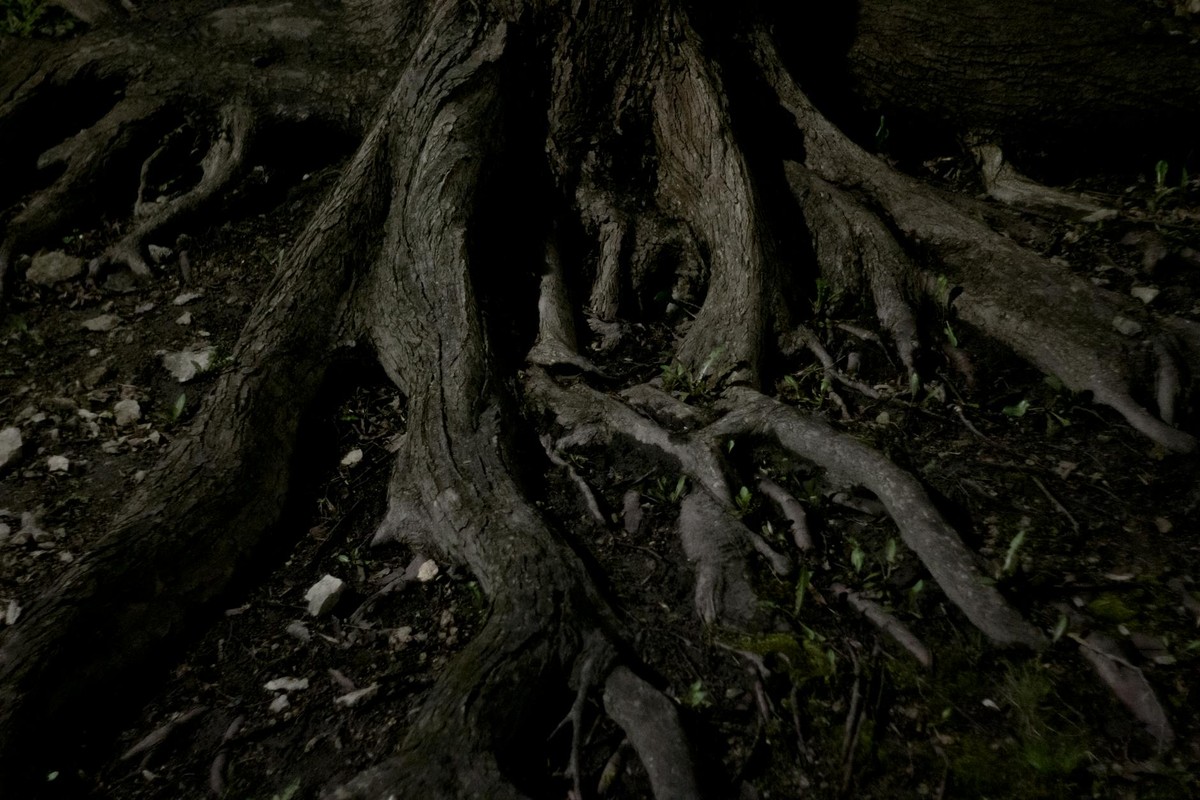 Detailed close-up of tree roots emerging from dark soil at night, showcasing nature's organic structure.