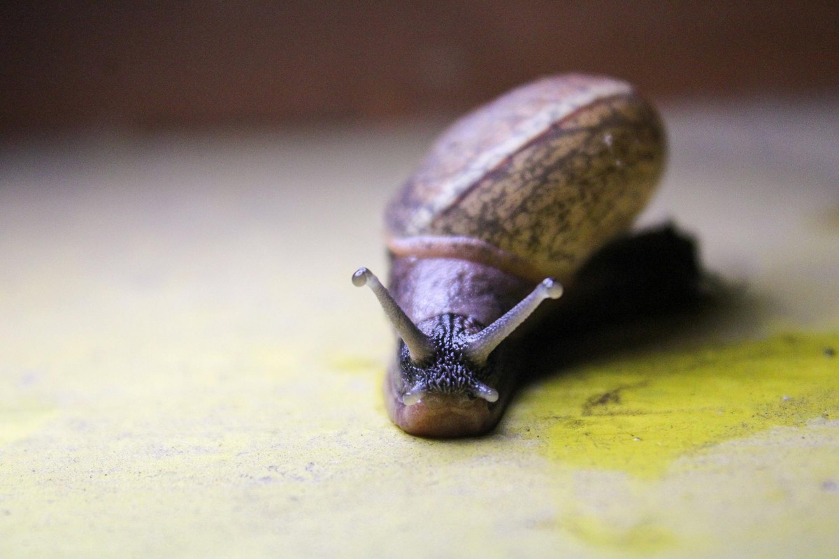 Detailed close-up shot of a snail on a yellow surface in Thathaneri, India. Captured in soft natural light.