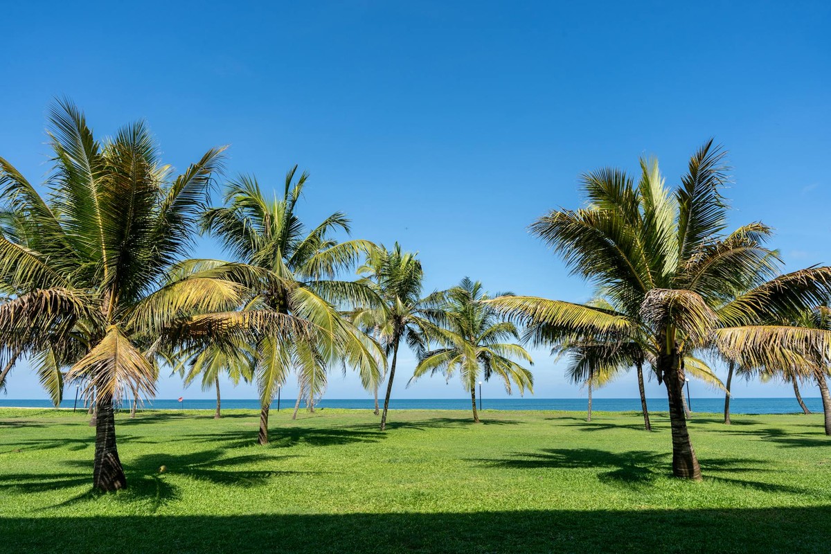 Vibrant palm trees sway over a lush green field by the sea under clear blue skies.