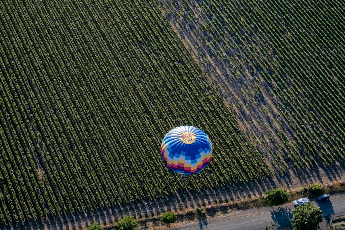 A colorful hot air balloon glides above a Napa Valley vineyard.