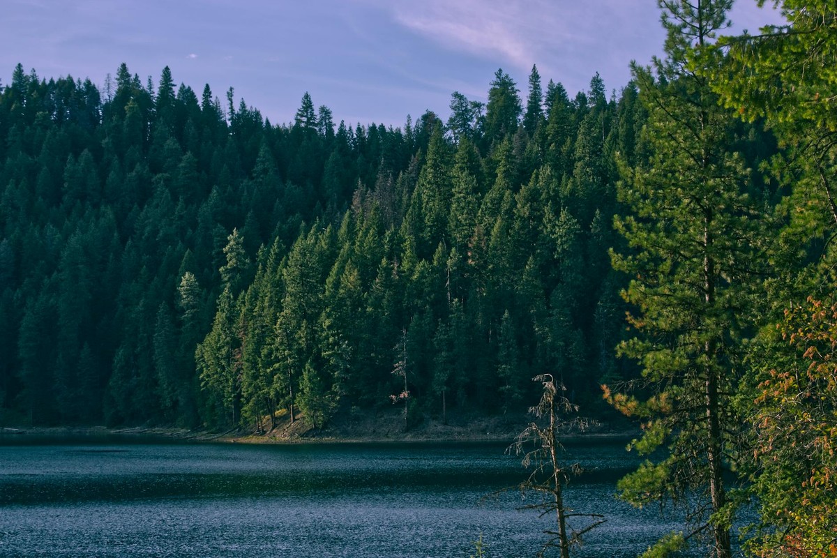 Peaceful forest lake surrounded by conifers in Newport, Washington.