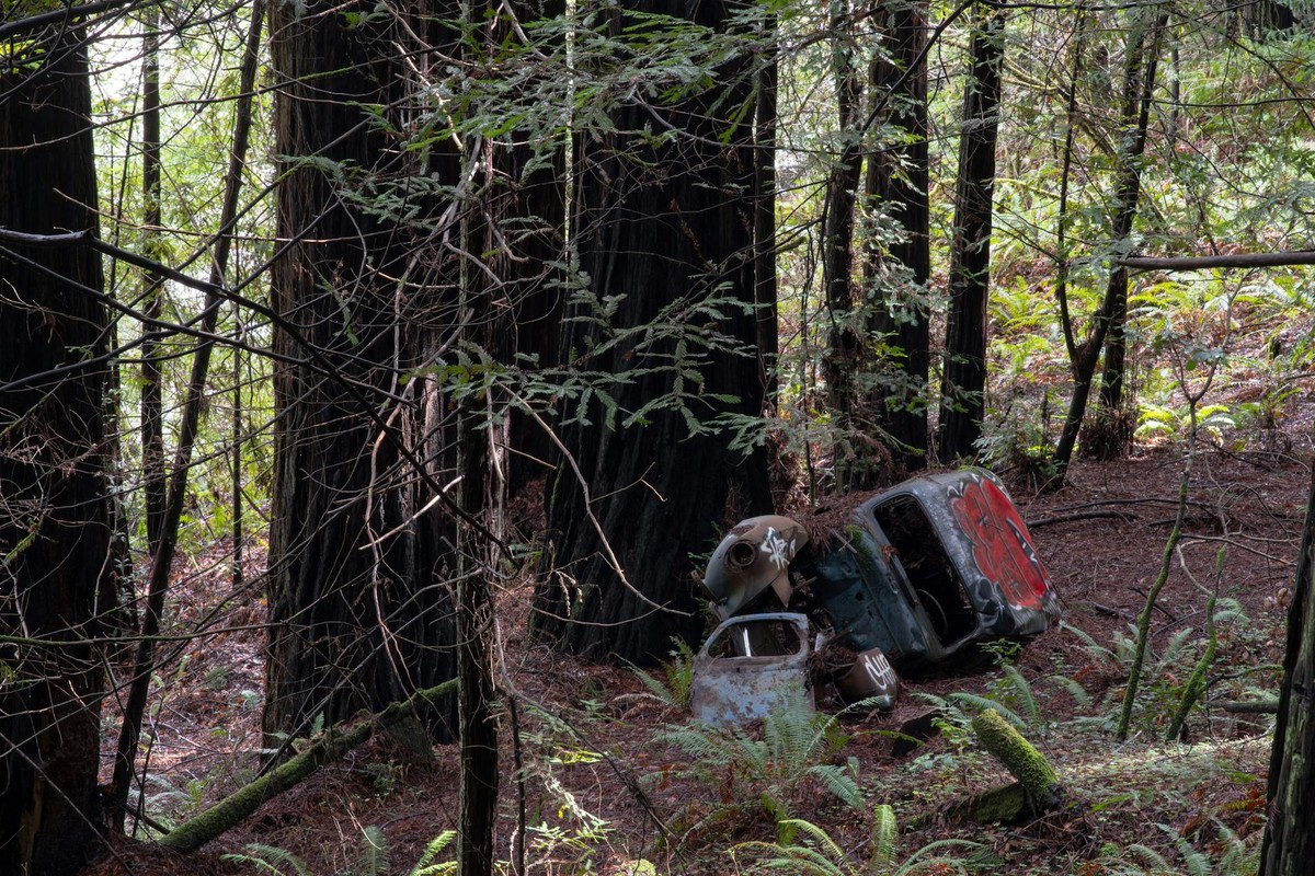 Rusted 1940s car covered in graffiti lies in peaceful California redwood forest.