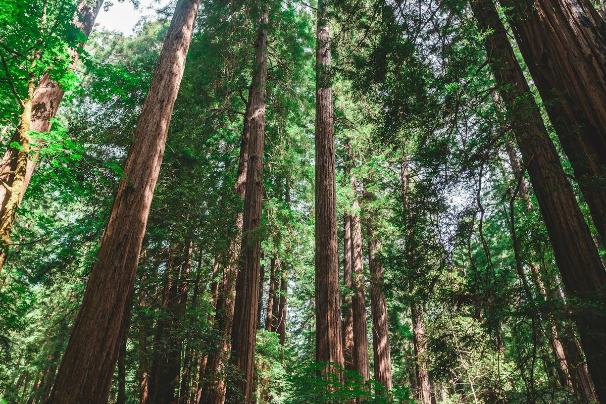 Tall redwood trees reaching skyward in a serene forest setting.