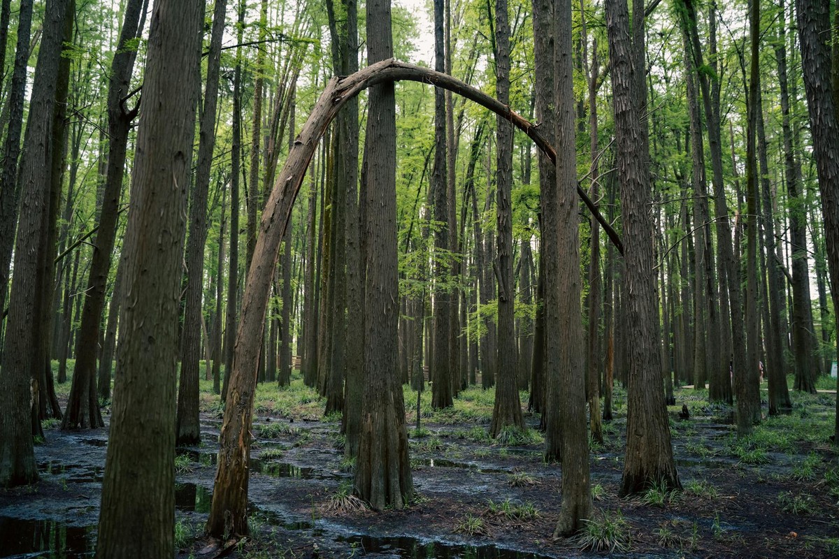A serene forest in Hangzhou, China, featuring unique tree formations in a tranquil wetlands setting.