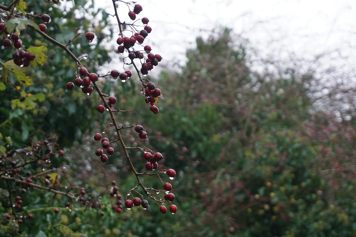 Red berries hanging from a wet branch against lush green foliage in Warwick, England.