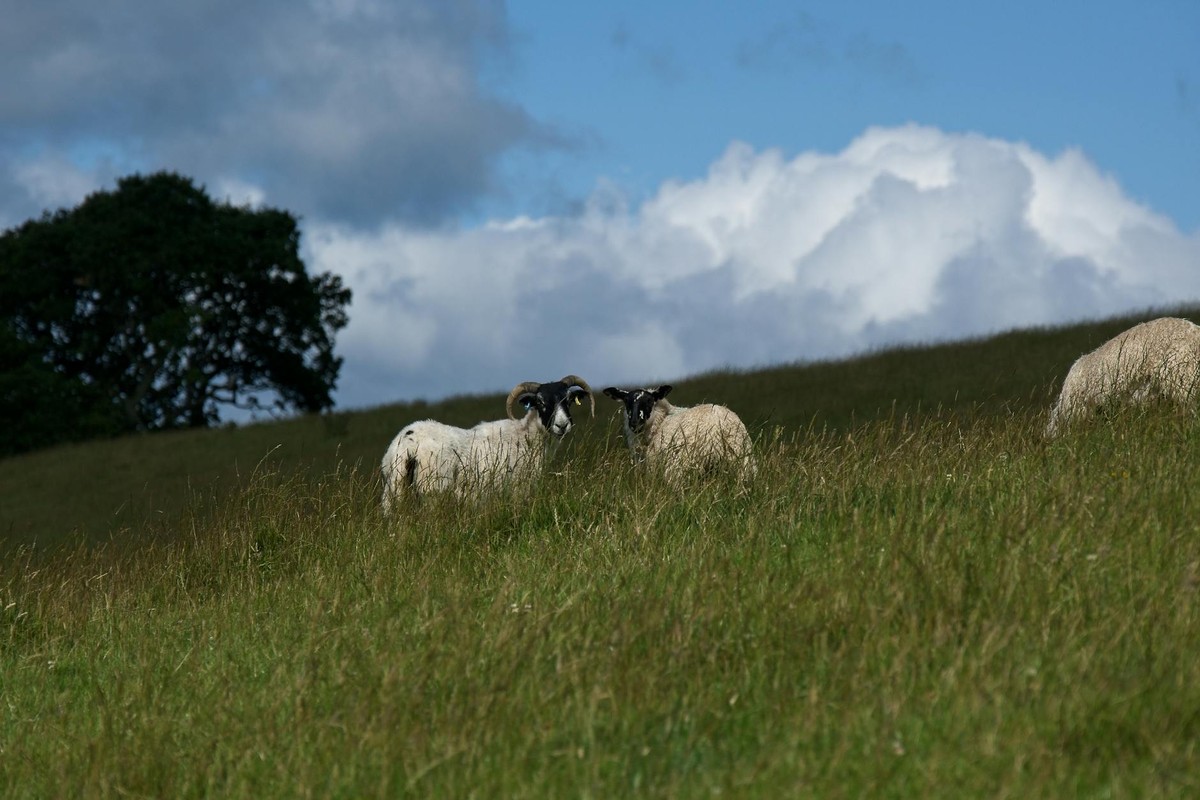 A tranquil scene of sheep grazing on a grassy hill under a cloudy sky in Bellingham, England.