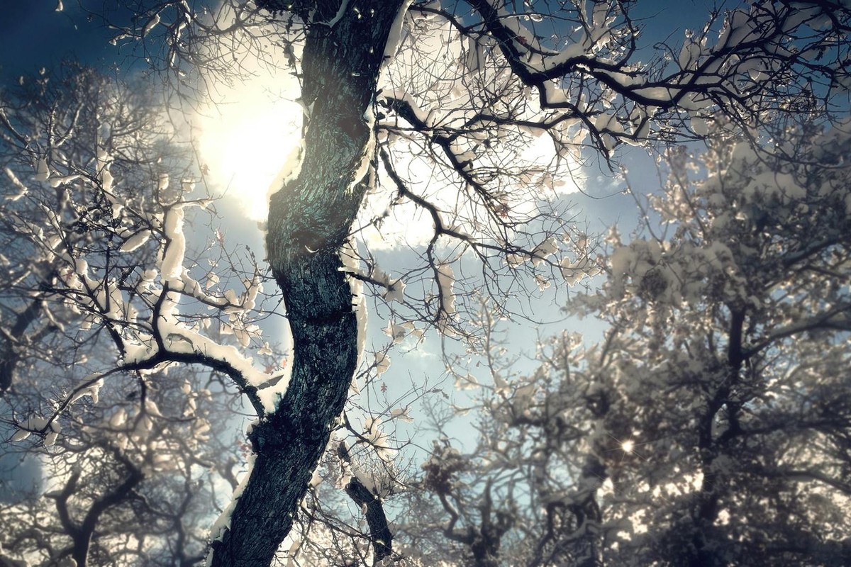 Captivating view of bare trees with snow against a winter sky, backlit by sunlight.