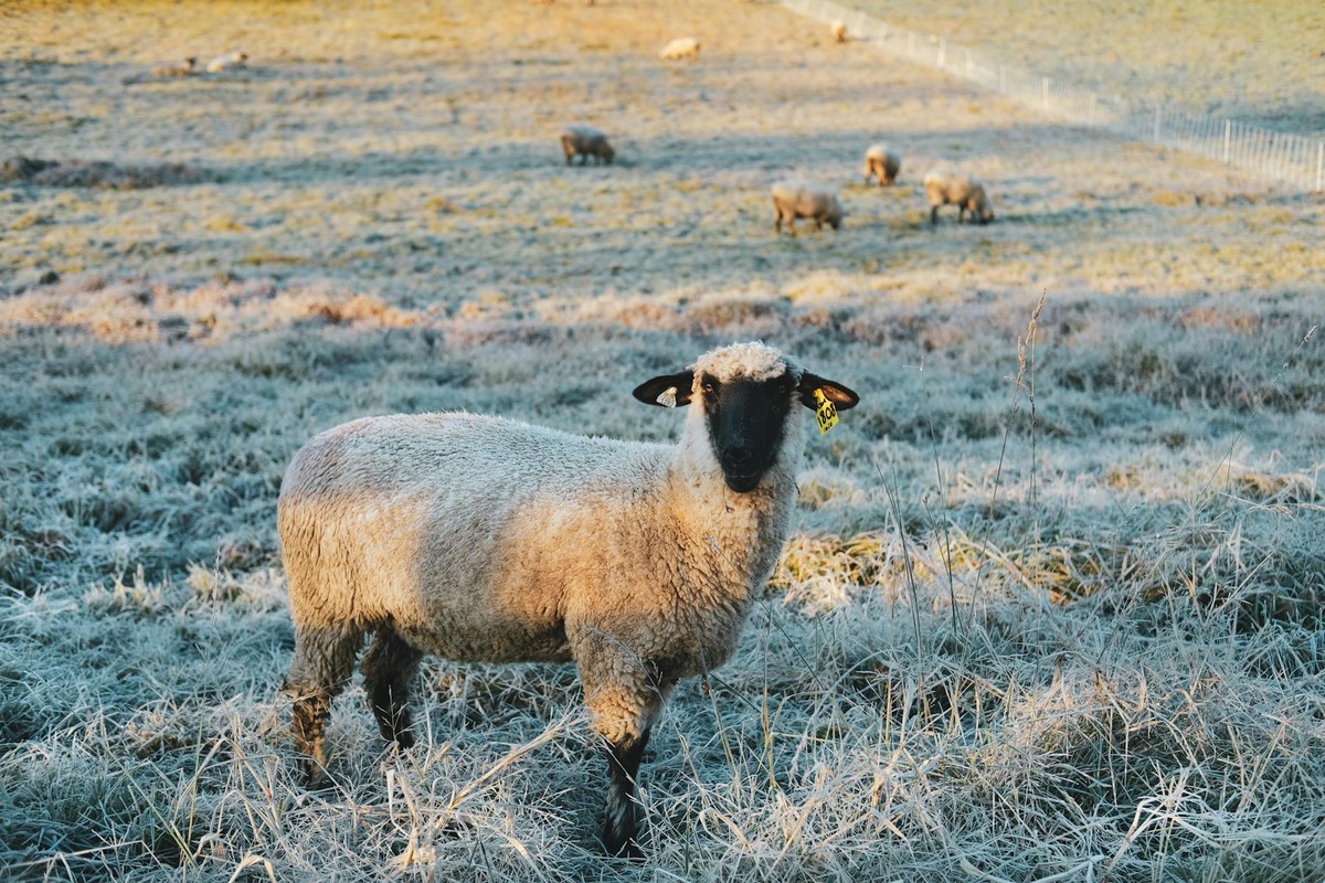 A Suffolk sheep grazing in a frosty field, surrounded by other sheep in the morning light.