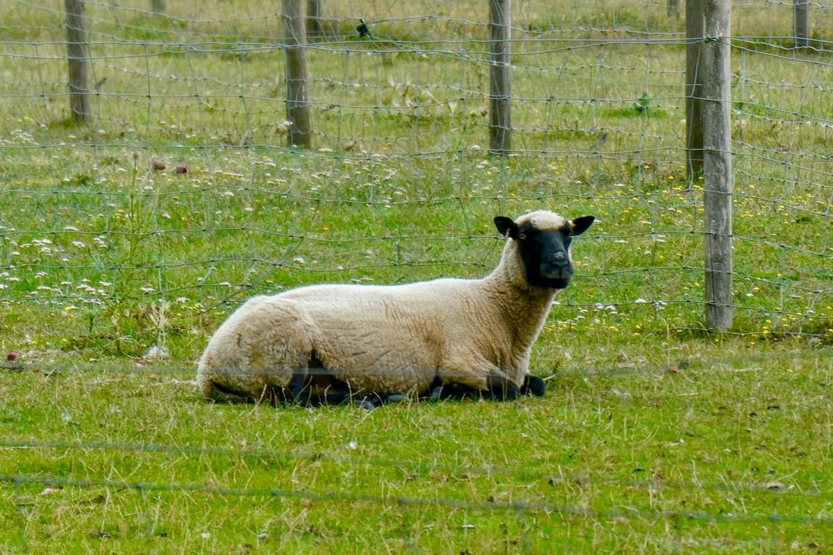 A Suffolk sheep resting in a pastoral field in England, surrounded by green grass and wildflowers.