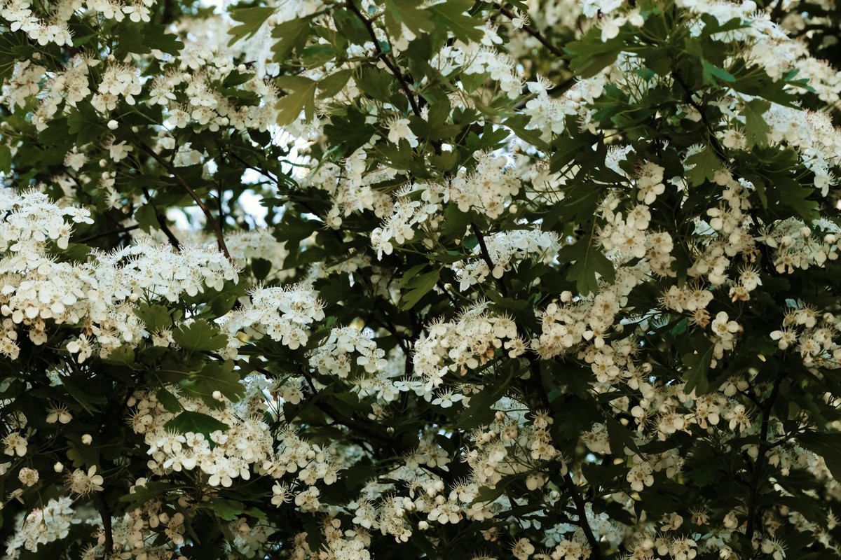 Abundant white hawthorn blossoms with lush green foliage, perfect for spring themes.