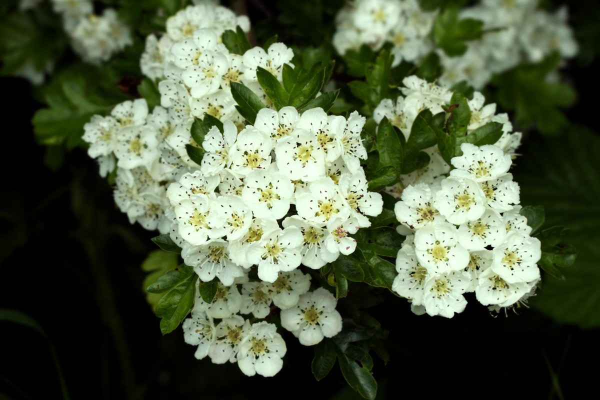 Capture of vibrant white hawthorn blossoms in full bloom. Ideal for spring themes.